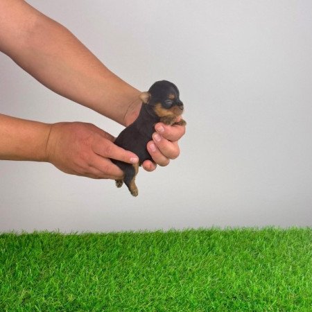 Yorkshire terrier