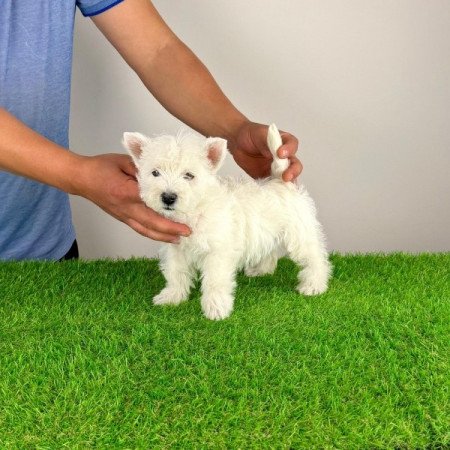 West Highland White terrier
