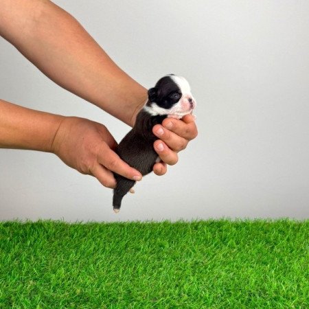 Boston terrier