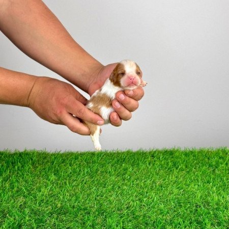 Cavalier King Charles Spániel