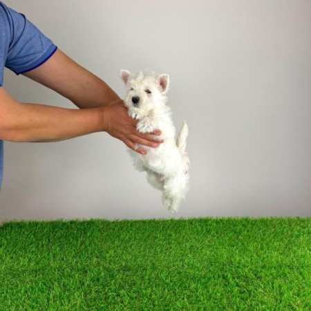 West Highland White terrier