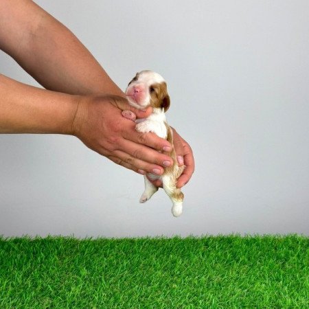 Cavalier King Charles Spániel