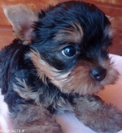 Yorkshire terrier