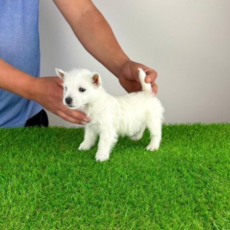 West Highland White terrier