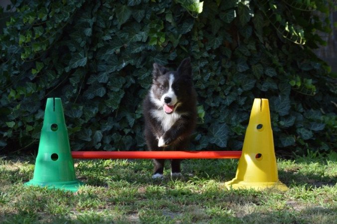 Border Collie