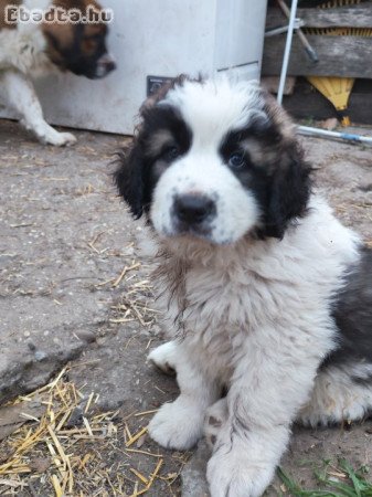 Eladó moszkvai örkutya