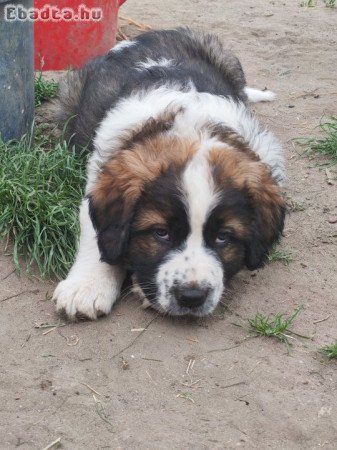 Eladó moszkvai örkutya