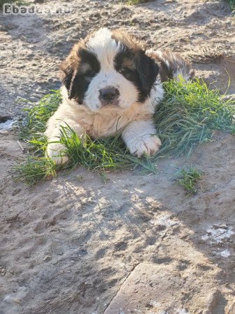 Eladó moszkvai örkutya