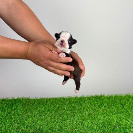 Boston terrier