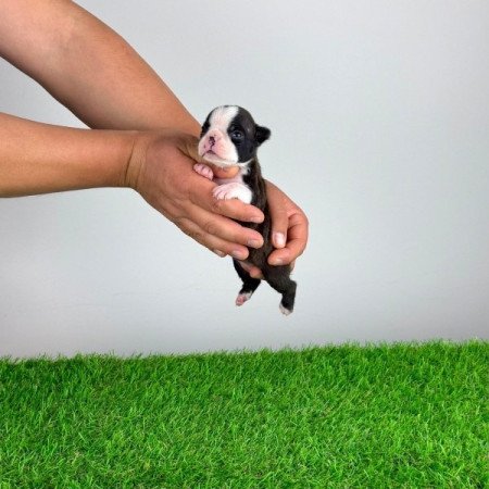 Boston terrier