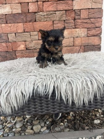 Yorkshire terrier