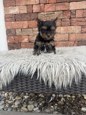Yorkshire terrier
