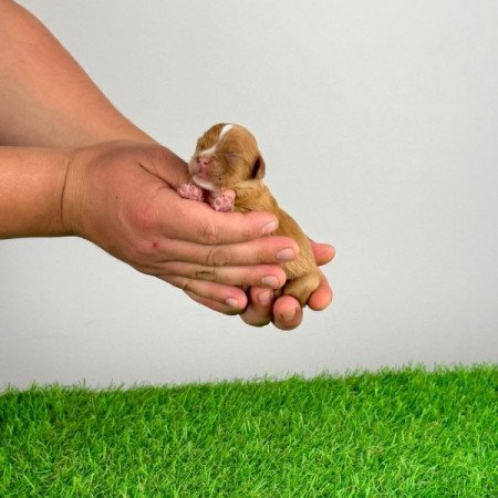 Cavalier King Charles Spániel