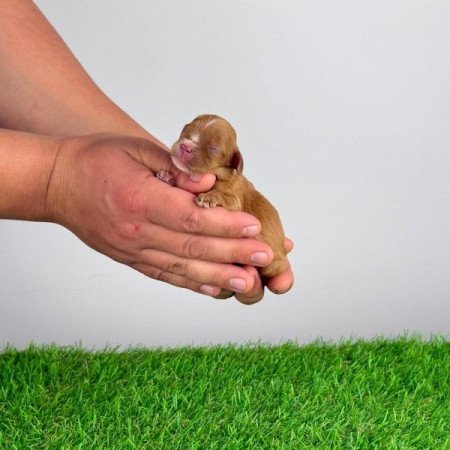 Cavalier King Charles Spániel