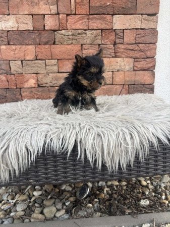 Yorkshire terrier