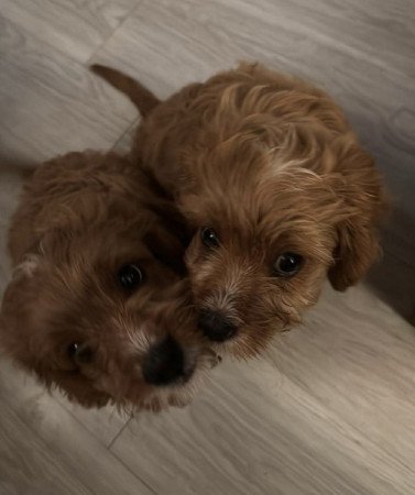 Cavapoo