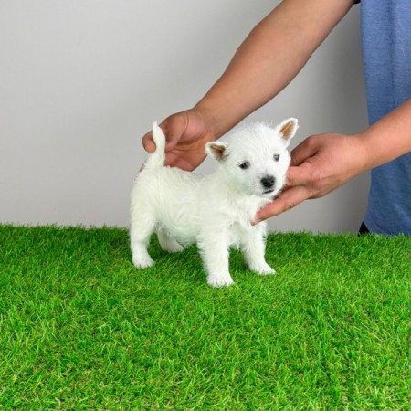 West Highland White terrier