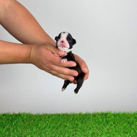 Boston terrier