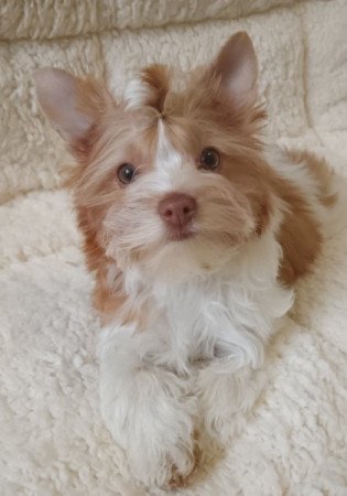 Colorful terrier (szines yorki)