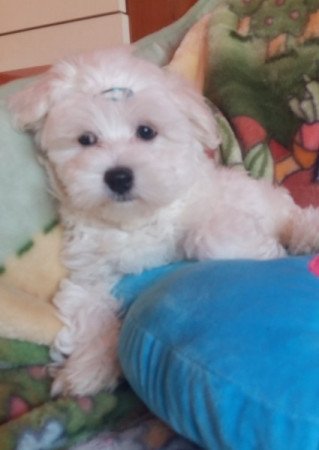 Bichon Havanese