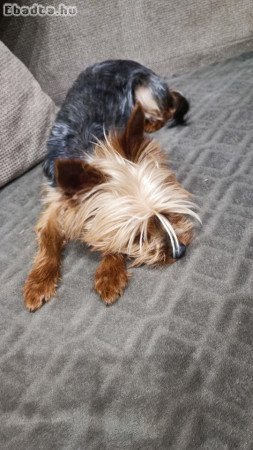 Yorkshire Terrier Szuka kutyus