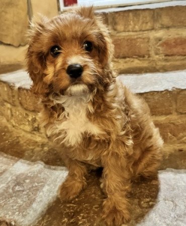 Cavapoo