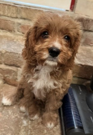 Cavapoo