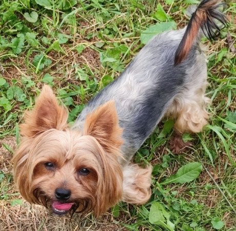 yorkshire terrier