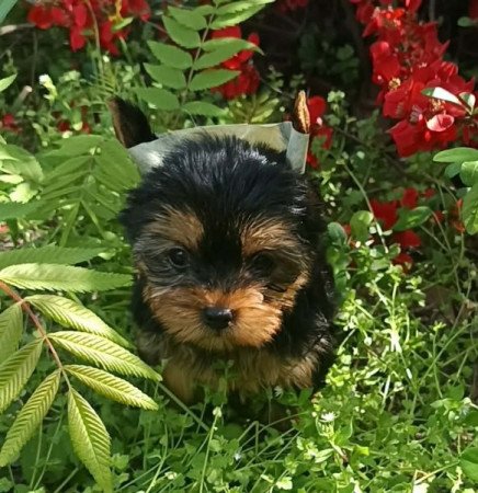 Yorkshire terrier