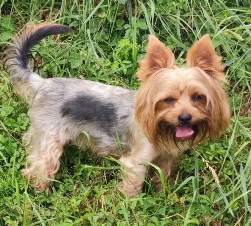 yorkshire terrier