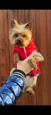 Yorkshire terrier