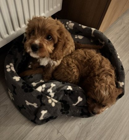 Cavapoo