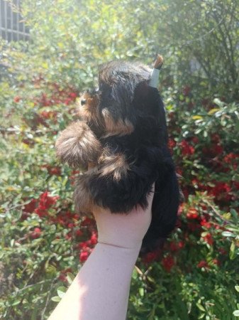 Yorkshire terrier