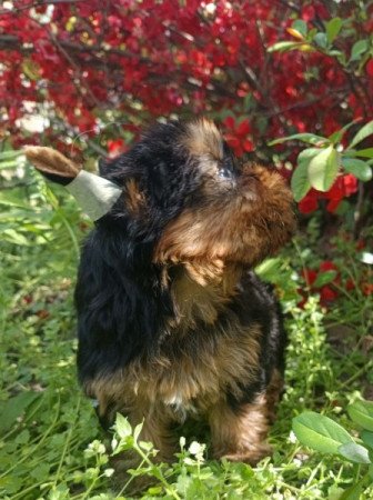 Yorkshire terrier