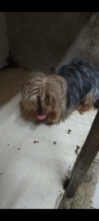 Yorkshire terrier
