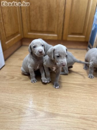 Weimari vizsla kölykök