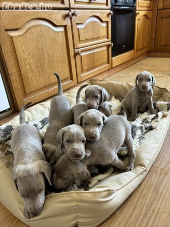 Weimari vizsla kölykök