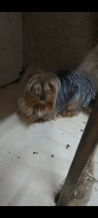 Yorkshire terrier