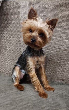 Yorkshire terrier