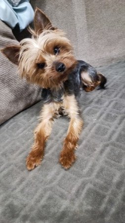 Yorkshire terrier
