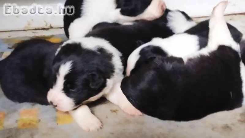 Border Collie kiskutya