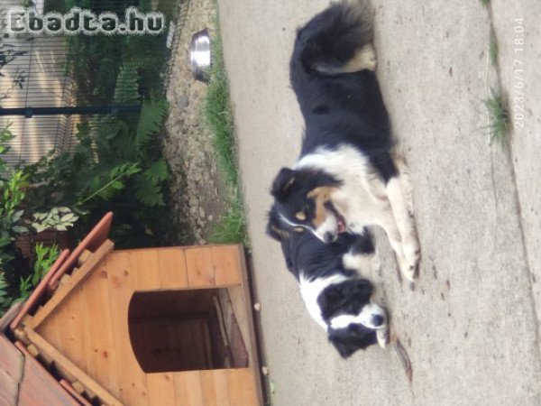 Border Collie kiskutya