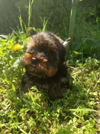 Yorkshire terrier
