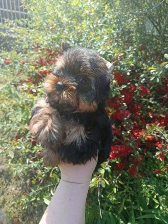 Yorkshire terrier