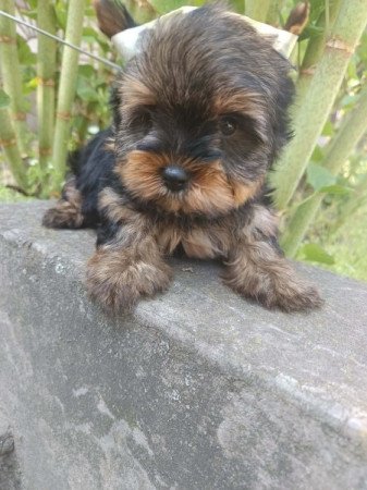 Yorkshire terrier