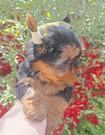 Yorkshire terrier