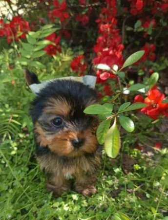 Yorkshire terrier
