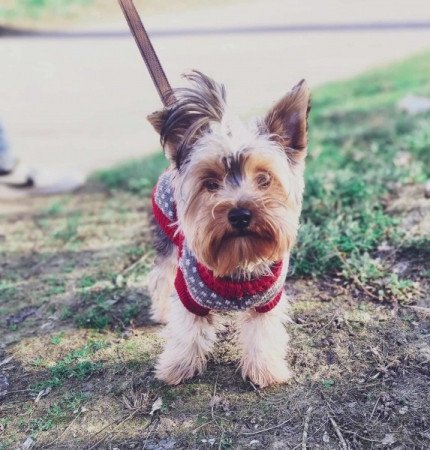 Yorkshire terrier