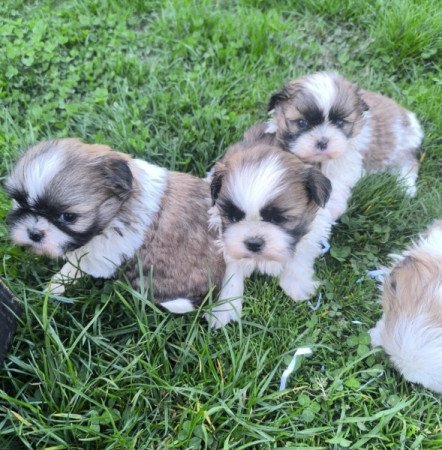 shih-tzu