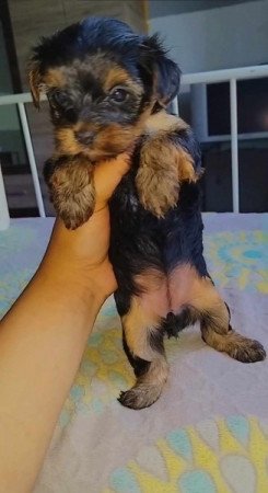 Yorkshire terrier